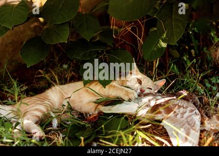 Ingwer junge Hauskatze beißt eine gefangene Taube auf grünem Gras im Garten. Raubkatze und Taube. Stockfoto