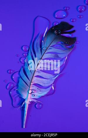 Wassertropfen auf Feder Stockfoto