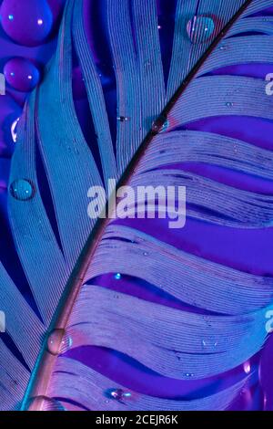 Wassertropfen auf Feder Stockfoto
