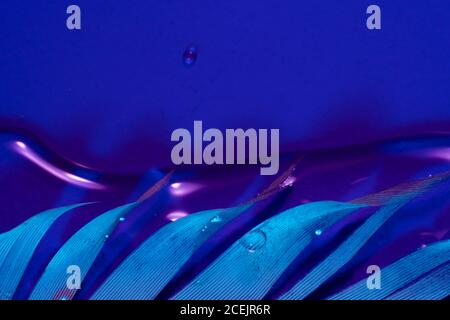 Wassertropfen auf Feder Stockfoto