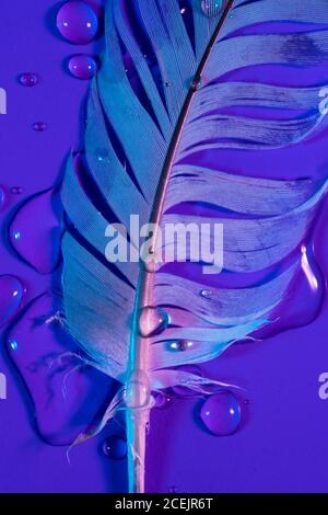 Von oben Schuss der Tröpfchen des frischen Wassers liegend auf Nasse Vogelfeder auf violettem Hintergrund Stockfoto