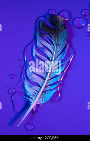 Wassertropfen auf Feder Stockfoto