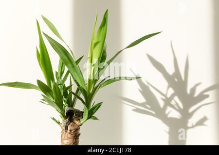 Palmenjucca und Schatten auf einer weißen Wand Stockfoto