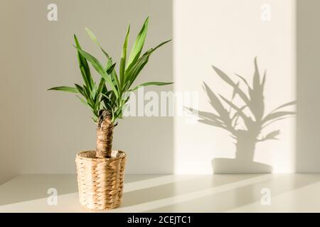 Yucca Palme in einem Strohtopf und Schatten auf einem Weiße Wand Stockfoto