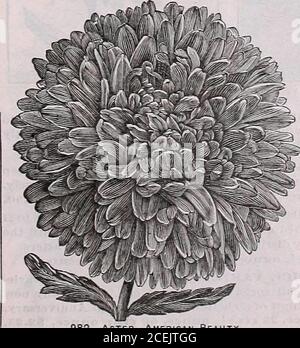 . Das Maule Samenbuch für 1922. d American Asters sind in jeder Hinsicht großartig und besonders zum Schneiden erwünscht. Crimson Giant Improved Invincible, White Crego, Shell Pink Lady Roosevelt jeweils ein Paket dieser 4 genannten eindeutigen Sorten nur 25 Cent, postpaid CREGO. Die Pflanze ist stark und gut verzweigt, wächst etwa zwei!et hoch, und produziert viele lange Blütenstiele, die diese Art zu einem sehr profltable für den Gärtner oder Floristen machen. Die Blumen sind asne wie Chrysanthemen, selten messen weniger als 6 Zoll über. 1002 AZURE BLAU. Paket, 10 Cent; % Unze, 35 Cent. 1004 LAVENDEL Stockfoto