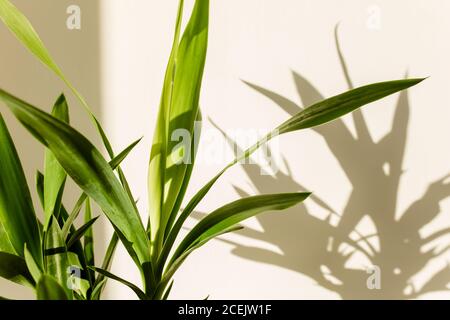 Palmenjucca und Schatten auf einer weißen Wand Stockfoto