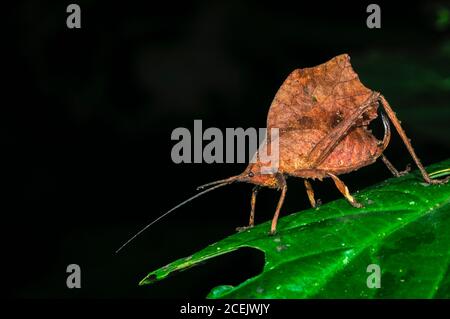 Totes Blatt-Mimic katydid, Typophyllum sp., Tambopata National Reserve, Madre de Dios Region, Tambopata Provinz, Peru, Amazonien Stockfoto