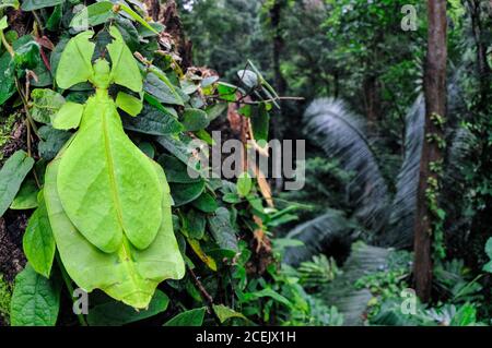 Riesenblatt-Insekt, Phyllium giganteum, getarnt (mit Mimikry), um das Aussehen von Blättern zu nehmen, Cameron Highlands, Malaysia Stockfoto