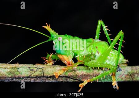 Stachel Katydid, Panacanthus cuspidatus (Tettigoniidae), Nationalpark Yasunì, Amazonas, Ecuador Stockfoto