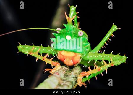 Stachel Katydid, Panacanthus cuspidatus (Tettigoniidae), Nationalpark Yasunì, Amazonas, Ecuador Stockfoto