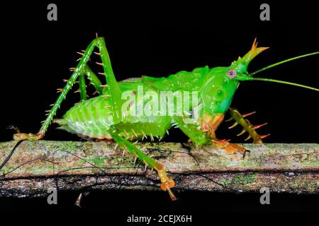 Stachel Katydid, Panacanthus cuspidatus (Tettigoniidae), Nationalpark Yasunì, Amazonas, Ecuador Stockfoto