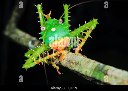 Stachel Katydid, Panacanthus cuspidatus (Tettigoniidae), Nationalpark Yasunì, Amazonas, Ecuador Stockfoto