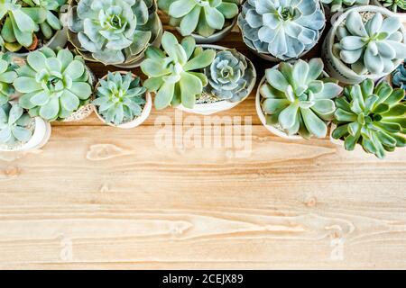 Blumenrahmen mit Sukkulenten minimal kreative Beere Arrangement Muster auf Holzhintergrund. Flach legen, Draufsicht. weihnachten Hintergrund Tapete. Stockfoto