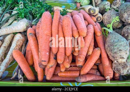 Angebot auf dem Markt Karotten, Pastinaken und Sellerie auf der Theke zu kaufen. Gemüse ist gesund und voller Vitamine. Stockfoto