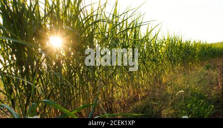 Sonnenuntergang Hintergrund bei der Maisplantage in Brasilien Stockfoto