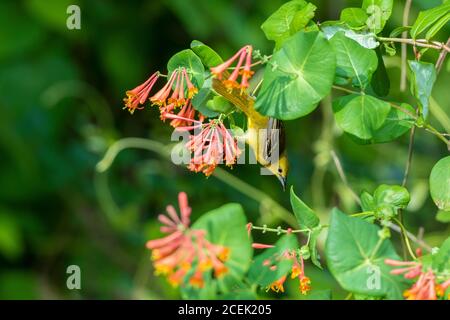 01618-01405 Orchard Oriole (Icterus spurius) Weibchen auf Dropmore Scharlachrote Honigspießle Lonicera x brownii Marion Co. IL Stockfoto