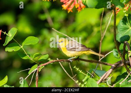 01618-01415 Orchard Oriole (Icterus spurius) Weibchen bekommt Nektar auf Dropmore Scarlet Honeysuckle Lonicera x brownii Marion Co. IL Stockfoto