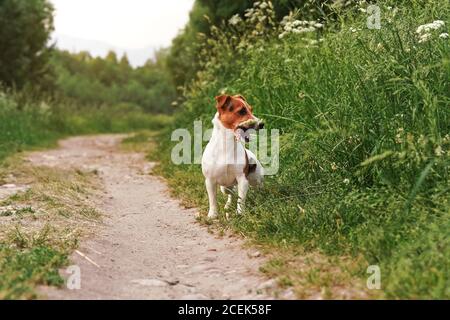 Kleine Jack Russell Terrier, die auf der Landstraße zur Seite steht, Holzstock im Mund, Bäume im Hintergrund Stockfoto