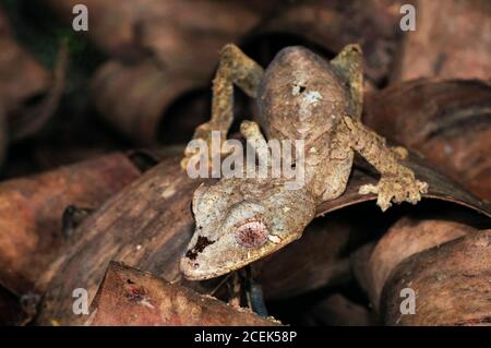 Spearpoint Blatt-Schwanz Gecko, Uroplatus ebenaui, Nosy Be, Madagaskar Stockfoto
