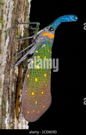 Laternenkäfer, Pyrops whiteadii, untere Kinabatangan Flussbecken, Sukau, Sabah, Borneo, Malaysia Stockfoto