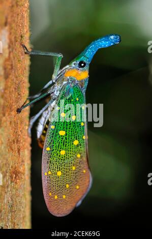 Laternenbug, Pyrops whiteheadii, Danum Valley, Sabah, Borneo, Malaysia Stockfoto