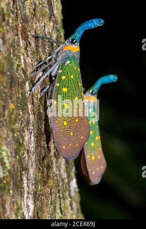 Laternenkäfer, Pyrops whiteadii, untere Kinabatangan Flussbecken, Sukau, Sabah, Borneo, Malaysia Stockfoto