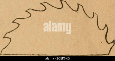 . Der universelle Assistent und komplette Mechaniker : mit über einer Million industriellen Fakten, Berechnungen, Einnahmen, Prozesse, Betriebsgeheimnisse, Regeln, Geschäftsformen, Rechtsgegenstände, etc., in jedem Beruf, vom Haushalt bis zur Manufaktur. , AC, QUITTUNGEN. Zu einem Block von ^vood in einer Weise, dass die sehr Punkte nur ma,fbe verbunden, so dass die Schneide der gleichen kann in einer geraden Linie oder Kreis, wenn es eine Kreissäge; jeder Zahn sollte ein wenig schneiden ein»die Säge gearbeitet wird. Die Zähne einer Handsäge für alle Arten von Arbeit gefeilt werden, oder in einem Winkel auf der Vorderkante, Stockfoto