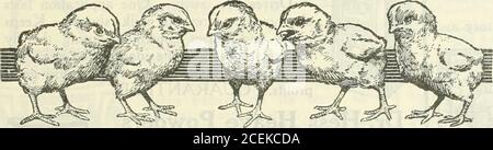 . 1916 Griffith and Turner Co. : Land- und Gartenbedarf. Stockfoto