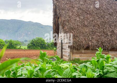 Tabakplantage und Tabakschuppen Stall bei den berühmten Vinales Tal in Kuba Stockfoto