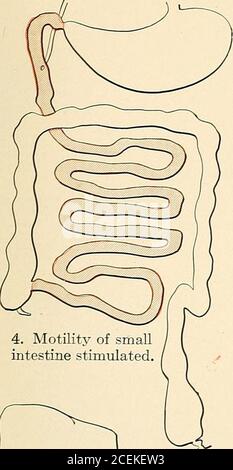 . Dental materia Medica, Therapeutika und verschreibungspflichtige Schreiben. 3. Sekretion stimuliert.. 4. Motilität des Dünndarms stimuliert. Stockfoto