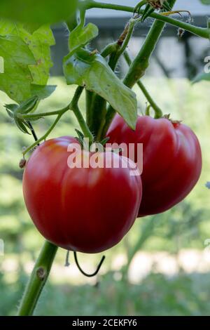 Zwei große rote, saftige Tomaten, die auf Weinreben wachsen. Stockfoto