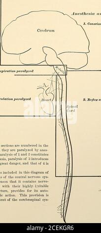 . Dentale materia Medica, Therapeutika und verschreibungspflichtige Schrift. Trales Nervosystem in Abschnitte, die in der Reihenfolge, in der sie durch Anästhetika gelähmt sind, nmnbered sind. Es wird sich zeigen, dass das am höchsten entwickelte oder differenzierte Nervengewebe (Gehirn) zuerst betroffen ist, während die einfacheren und vitalen Strukturen, die allen Formen der Tierexistenz gemeinsam sind (diejenigen, die mit den Funktionen der Atmung und Zirkulation verbunden sind), später a^e betroffen sind, Offensichtlich resistenter gegen die Beeinflussung der Drogen dieser Klasse. Es ist bemerkenswert, dass diese jahrhundertealten Agenten noch nie so gewesen sind Stockfoto