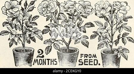 . Blumen & Gemüse für 1920 Frühling. Fairy Rose Seed die einzige echte BABYROSE iRosa Multiflora nana Perpetua) Dies ist die wahre neue Hardy Hybrid Perpetual, Everblooming Rose, die sicherlich in sechzig Tagen blühen wird. Die Blüten kommen doppelt semi-couble, m viele Farben, weiß, rosa und karmesinrot. Packung, 3 Kapseln, 20 Samen, mit Jadoo zur Aussaat, 15c.; 2 für 25c.; 3 für 30c. Ausgewählt mit dem Namen PeoniesDelacheii. ?^<^h deepcrimson. je 40 c; 2 für 75 C. Neu. ^^l hellrosa. je 40 c; 2 für 75 C. Queen sehr fein^ weiß. Victoria. ^^ « je; 2 für 75 Cent. Fairy Rose per D f^l R I Special Pae Stockfoto