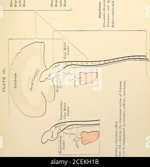 . Dental materia Medica, Therapeutika und verschreibungspflichtige Schreiben. Ssion von Vasomotor und Reflexaktivität. (c) direkte Depression des Herzens, die bei verminderter Vasomotorkontrolle einen deutlichen Abfall des arteriellen Drucks verursacht. Die schwerwiegendsten Bedingungen sind dann die Depression des Herzens, ^Aso-Motoren und Atemzentrum. Das kombinierte Resultat dieser ist, den arteriellen Druck sehr entschieden zu verringern, mit einem gewissen Grad von Erstickungszugegeben. Dies sind die Bedingungen, die bekämpft werden müssen. Daher erscheint es auf einmal, dass jeder Agent, der nicht entweder stimulieren die Evasomotor-System, das Herz, oder die respi Stockfoto