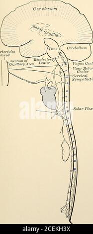 . Dental materia Medica, Therapeutika und verschreibungspflichtige Schreiben. Die rote Farbe indicates the stimulant effectsof Cocain. PLATTE III ArteriolesRelaxed Vagus Center Vaso Motor CenterCervicalSympathischer Solar Plexus. COCAIXE Die giftigen Wirkungen von Coca, oder die sekundären Wirkungen einer Großdosis, sind depressiv und folgen ganz bestimmt den Linien der präneidischen Stimulation. Nervensystem. Gehirn. Cerebi-al-Funktionen sind deprimiert, häufig mitProduktion von Narkose oder Konvulsionen.Medulla. Deprimiert Respira-tory Zentrum und probablyvaso-Motor Zentrum.Rückenmark. Unterdrückt die Reflex-Center. Auflage Stockfoto