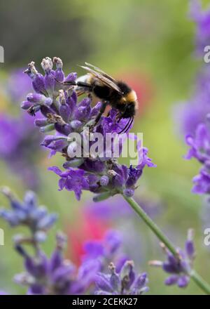 Bumble Bee Bombus lucorum auf einer Blume in einem Garten in England, Vereinigtes Königreich; Stockfoto