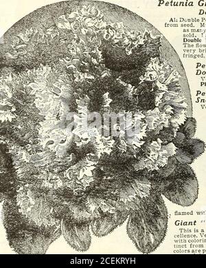 . Blumen & Gemüse für 1920 Frühling. Riesige Pansy-Mischung. ^^llSf^rotK^^ti Sorten von Riesen-Stiefmütterchen. Es enthält alle größten und handsomest Sorten der Trimardeau, Cassiers GiantOdier, die deutschen Ne Plus Ultra Sorten, alle bemerkt lo»ihre Größe, brillante und schöne Farbstoffe.Packung, 200 Samen, Loc; 3 für 25c Kennen Sie, dass Pansies den ganzen Winter und Bloora im nächsten Jahr leben werden? 30 MISS MARY E. MARTIN, FLORAL PARK, NEW YORK. FE«. ^i=^=3 Tift Stockfoto