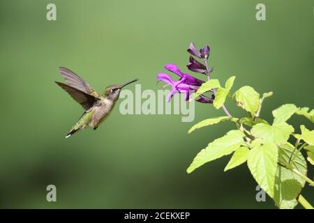 Rubinkehlchen Kolibris Archilochus colubris Besuch lila Salvia Blumen in Sommer auf Nektar zu ernähren Stockfoto