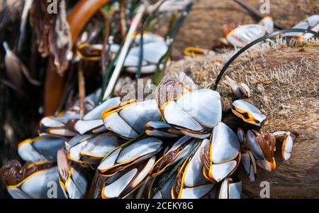 Küstenmuscheln auf Log in diesem Naturbild. Die Kreaturen sind Teil Weg aus ihren Muscheln lebendig. Stockfoto