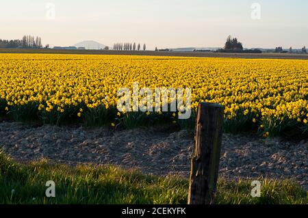 Daffodil Blumenfeld in der Dämmerung Frühlingslandschaft. Gelbe Blüten in Reihen in diesem landwirtschaftlichen Bereich als Abend fällt. Ländliche Landschaft ist atemberaubend. Stockfoto