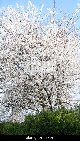 Blühender Pflaumenbaum im Frühling mit weißen Blüten auf diesem Obstbaum. Vertikale Natur Landwirtschaft Bild. Stockfoto