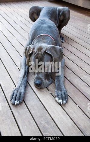 Toller Dänenhund, der auf einer Holzveranda liegt, mit Vorderfüßen vor dem Hotel. Diese blaue Dogge ist eine große Hunderasse in grauer Farbe, die einen Kragen trägt. Stockfoto