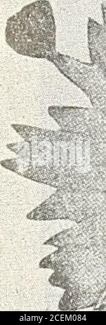 . 1916 Griffith and Turner Co. : Land- und Gartenbedarf. Stockfoto