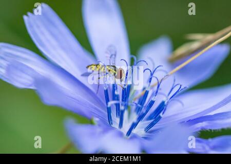 Eastern Kalligraph Fliegen Sie auf Chicory Blumen Stockfoto