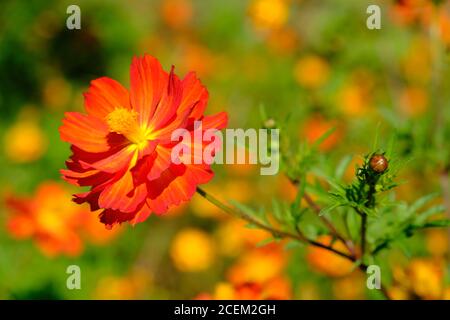 Bolivien Santa Cruz de la Sierra - Orange Cosmos Blume (Cosmos sulfureus) Stockfoto