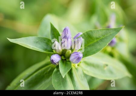 Gentiana andrewsii, die Flasche Enzian, geschlossene Enzian oder geschlossene Flasche Enzian, eine blühende Pflanze, die im Nordosten Nordamerikas beheimatet ist. Stockfoto