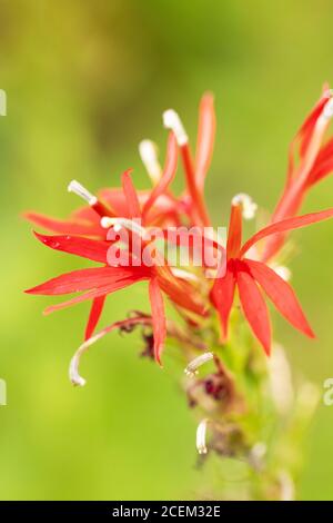 Kardinalblume (Lobelia cardinalis), eine rote Glockenblume in der Familie Campanulaceae aus Amerika. Stockfoto