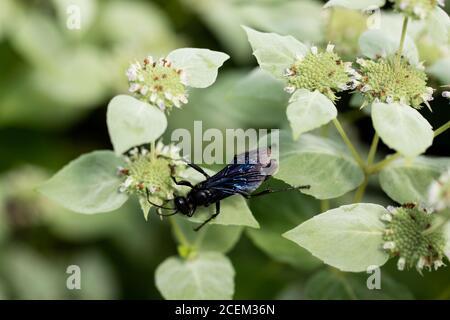 Große Schwarzgräberwespe (Sphex pensylvanicus) auf geclusterter Bergminze (Pycnanthemum muticum) in Acton, Massachusetts, USA. Stockfoto