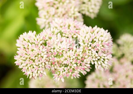 Orpine (Sedum tephium) auch bekannt als livelong, Harping johnny, live-forever, oder Waisenkind john, eine saftige Staude in der Familie Crassulaceae. Stockfoto