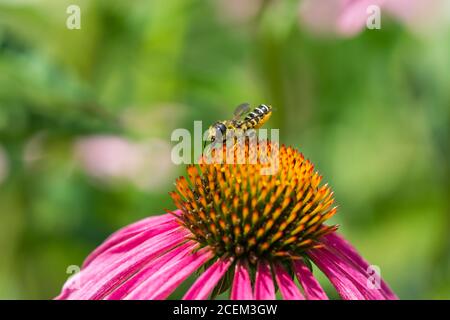 Blattkutter Biene auf Echinacea Blumen Stockfoto